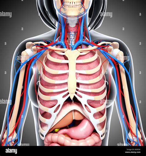 chest com|female chest.